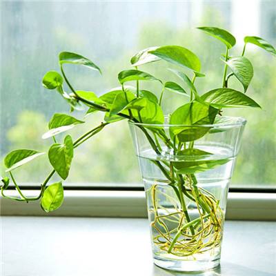 火狐体育下载appapp下载